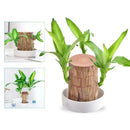 2 Plantas Madeira Brasileira Sorte + 2 Monges de Brinde